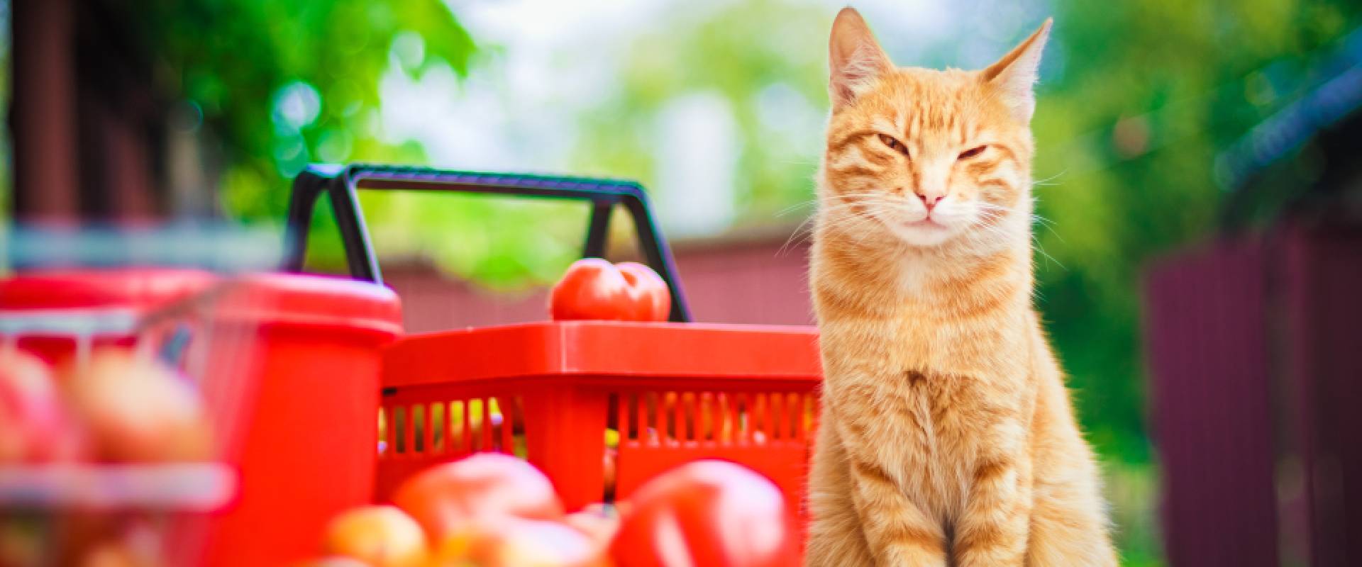 Is tomato good for clearance cats